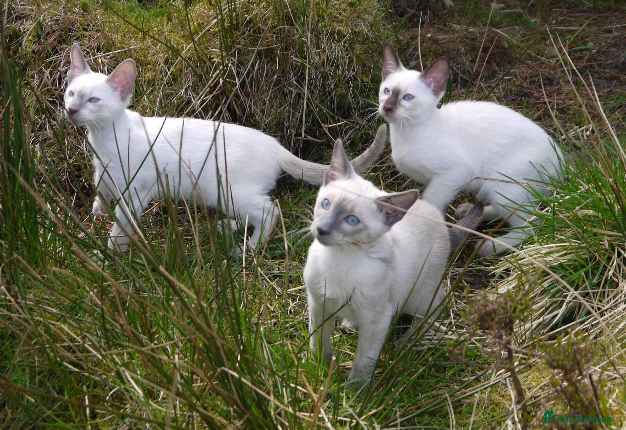 Siamese cats for sale: Adorable Siamese Kittens - Advert 1