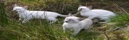 Siamese cats for sale: Adorable Siamese Kittens - Advert 1