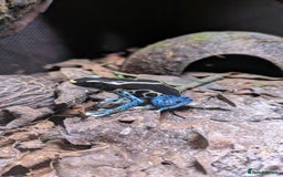 Frog reptiles for sale:  🔵Male Dendrobates Tinctorius “Powder Blue” 🔵 - Advert 3