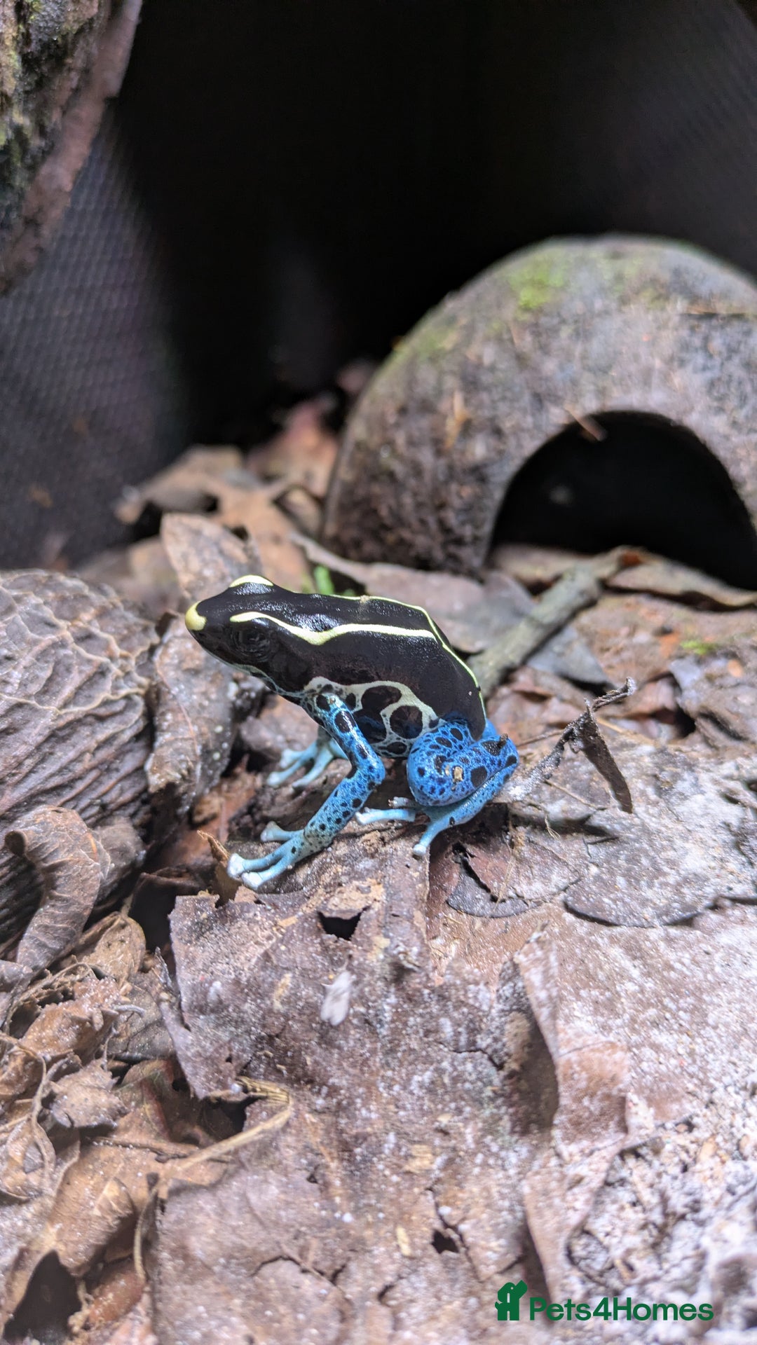 Frog reptiles for sale:  🔵Male Dendrobates Tinctorius “Powder Blue” 🔵 - Advert 3