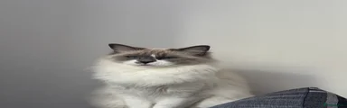 Ragdoll 1