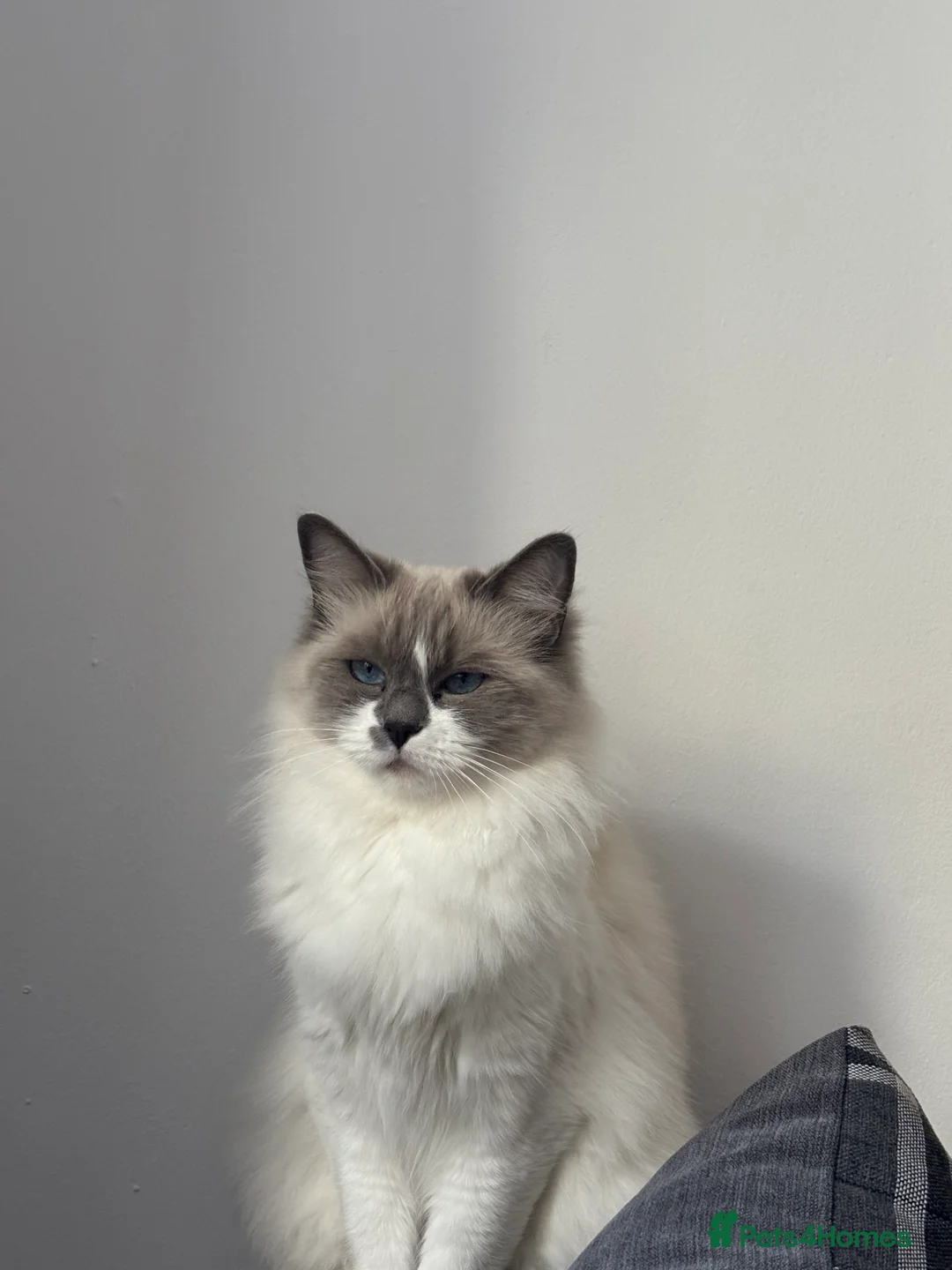 Ragdoll cats for sale: Ragdoll queen  - Advert 2