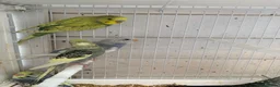 Budgerigars birds for sale: Budgies - Advert 5