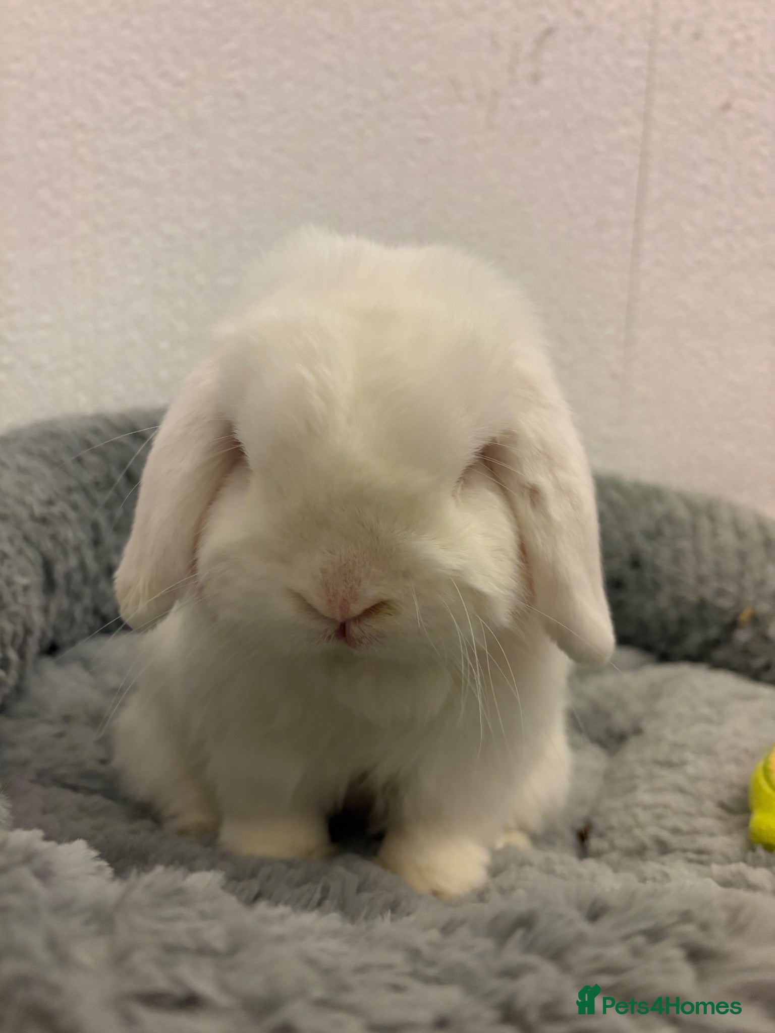 Mini Lop rabbits Mini lop for rehoming - Advert 2