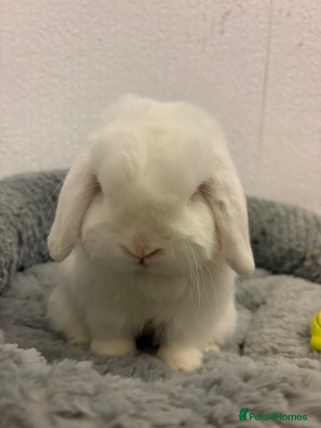 Mini Lop rabbits for sale: Mini lop for rehoming - Advert 1