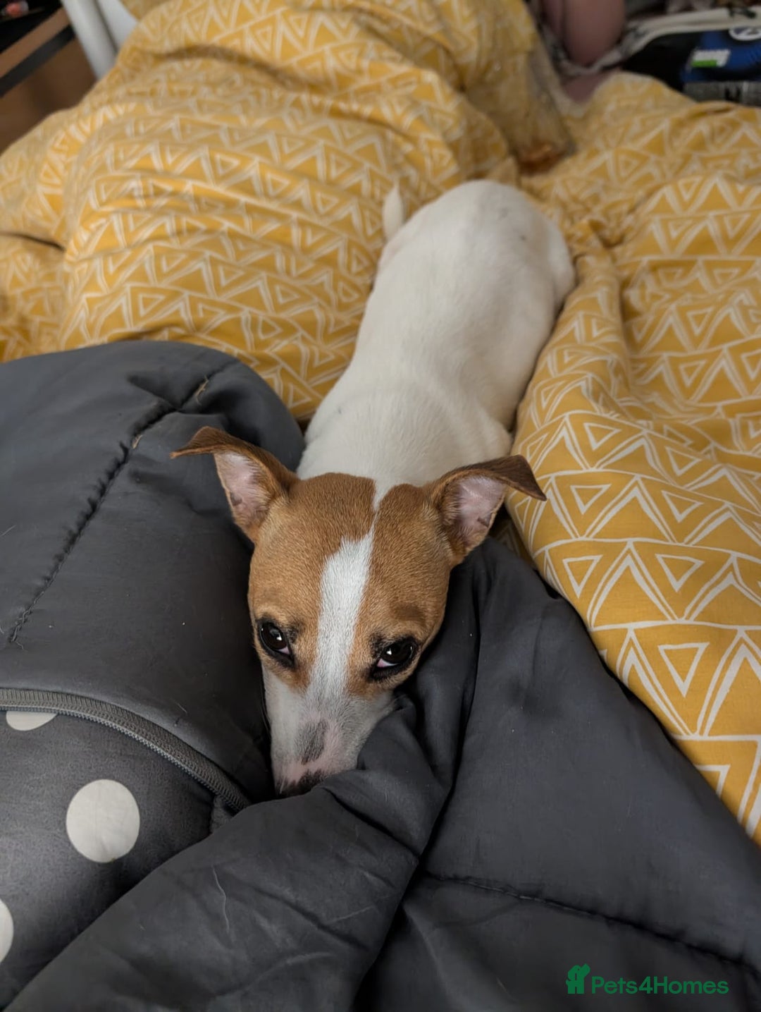 Jack Russell dogs for sale: Daisy 5 year old jack russell - Advert 2