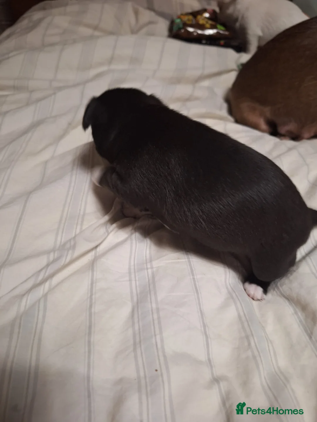 Chihuahua dogs for sale: Three beautiful chihuahuas - Advert 7