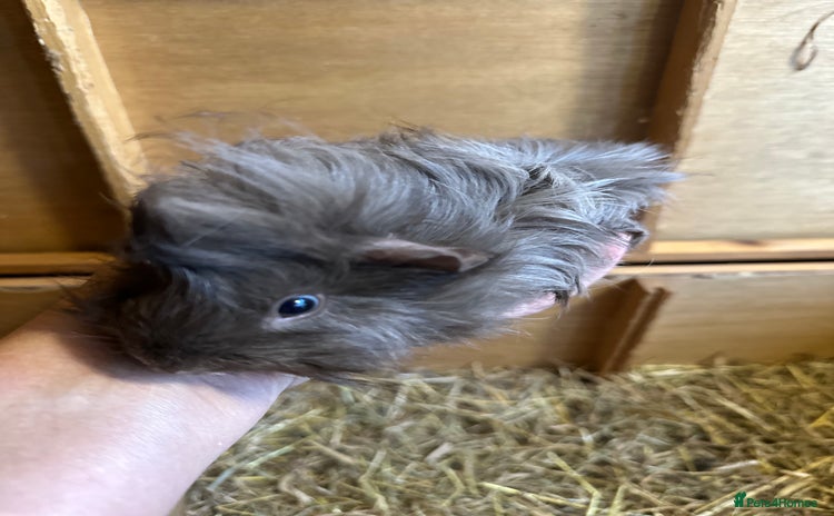 Guinea Pig rodents - Advert 15