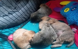 Cairn Terrier dogs for sale: Cairn terrier puppies - Image 7