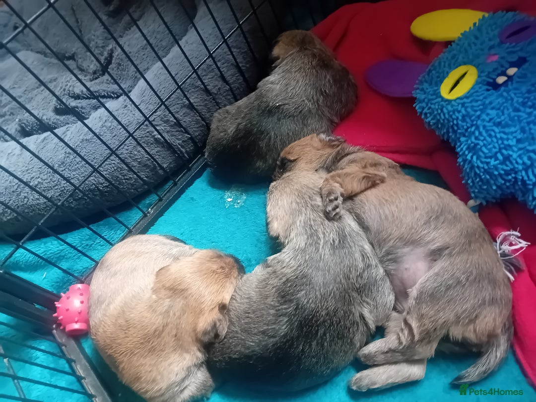 Cairn Terrier dogs for sale: Cairn terrier puppies - Image 7