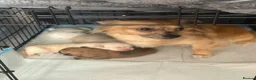 Chihuahua dogs for sale: Chihuahua puppies  - Advert 1