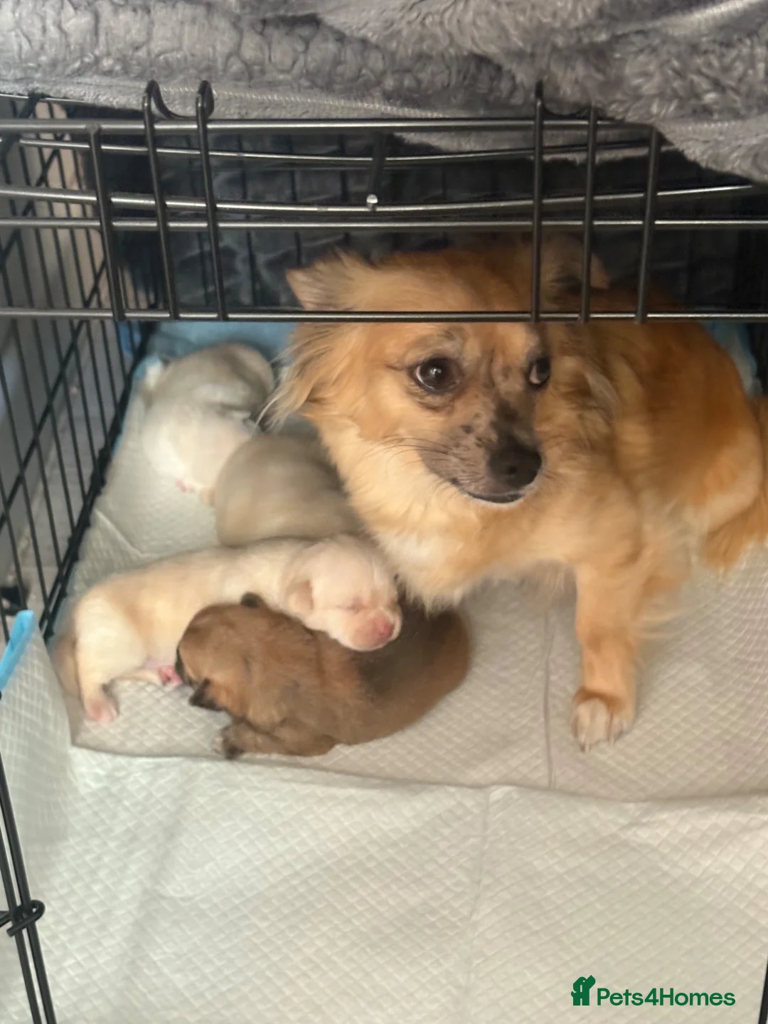 Chihuahua dogs for sale: Chihuahua puppies  - Advert 1
