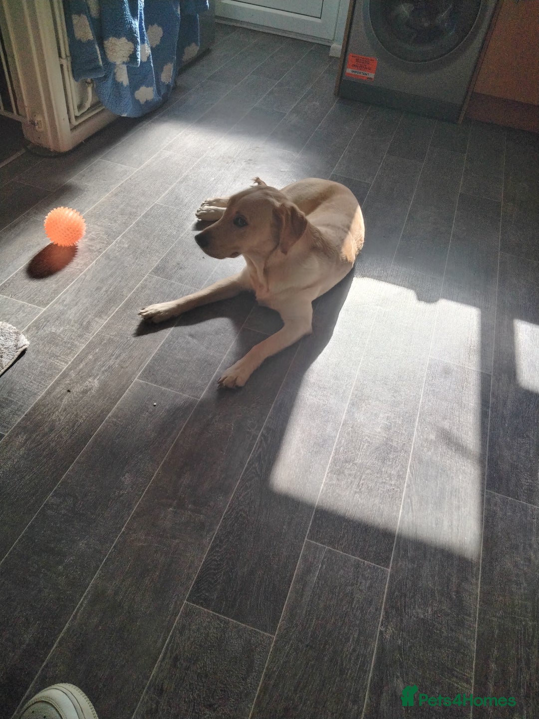 Labrador Retriever dogs for sale: Dottie needs a loving home  - Image 8