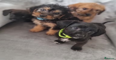 Cocker Spaniel dogs - Advert 12