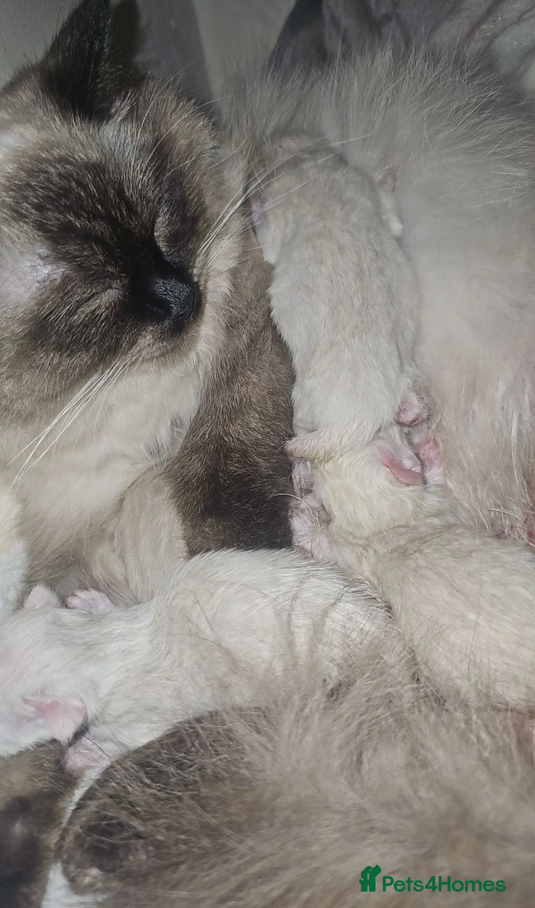 Ragdoll cats for sale: 💕 Beautiful Ragdoll kittens for sale 💕 - Advert 2