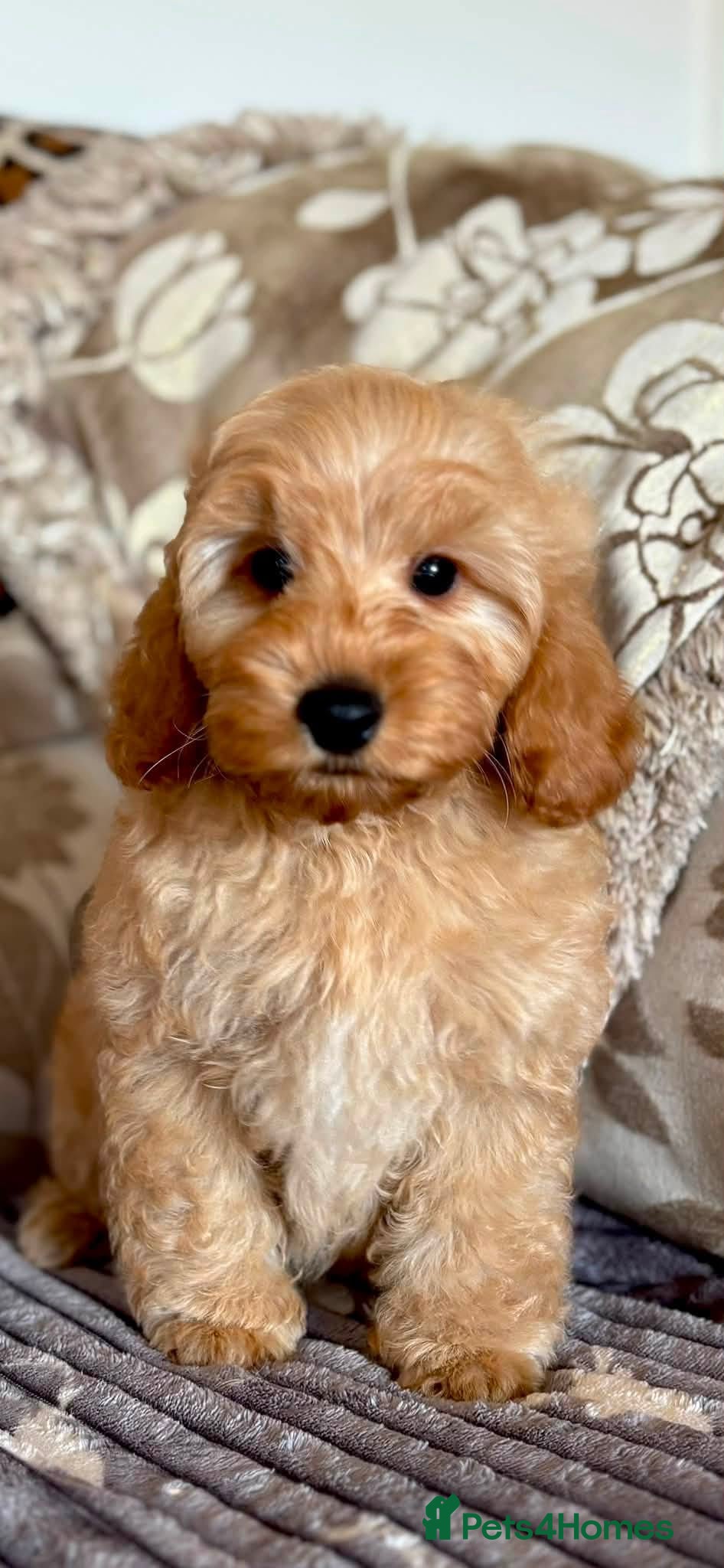 Cockapoo dogs F1b Teddy Bear Cockapoos Ready Now ! - Advert 5