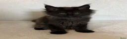 Maine Coon cats for sale: READY NOW 🐾 STUNNING GCCF MAINE COON KITTENS 🐾 - Advert 22