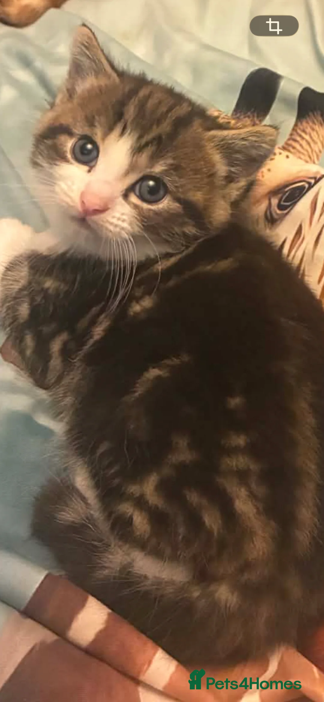 Mixed Breed cats for sale: Kittens for sale - Advert 2