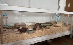 Hamster rodents for sale: Roborovski Hamster and Set up - Image 4