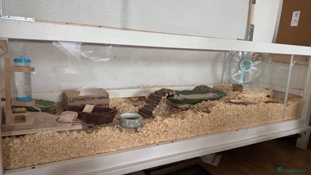 Hamster rodents for sale: Roborovski Hamster and Set up - Image 4