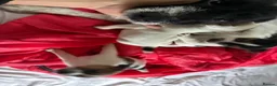 Jack Russell dogs for sale: Outstanding jack russell puppies - Advert 12