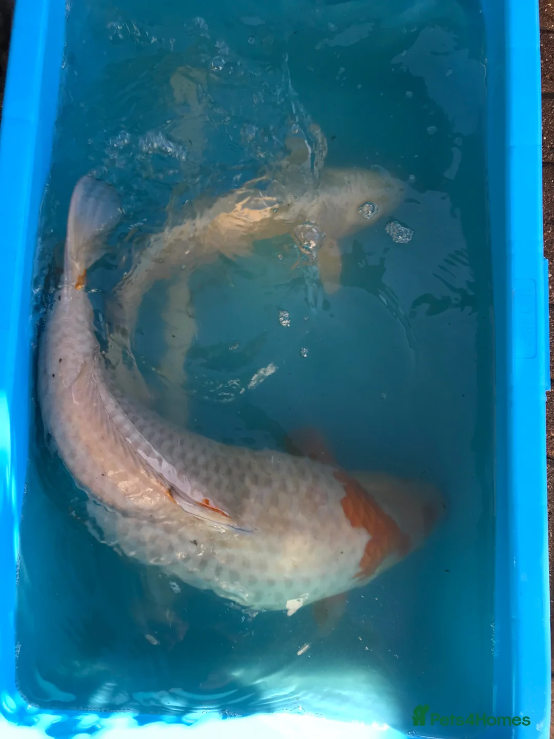 Koi Carp fish for sale: Koi collection  in London - Advert 2