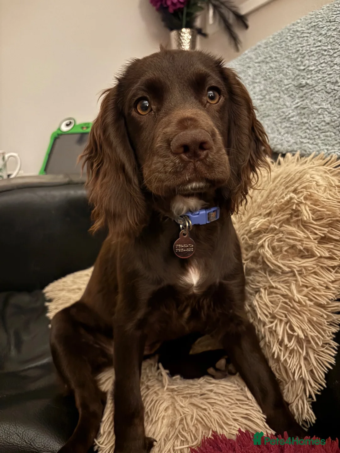 Cocker Spaniel dogs for sale: Liver Cocker Spaniel bitch for sale - Advert 2