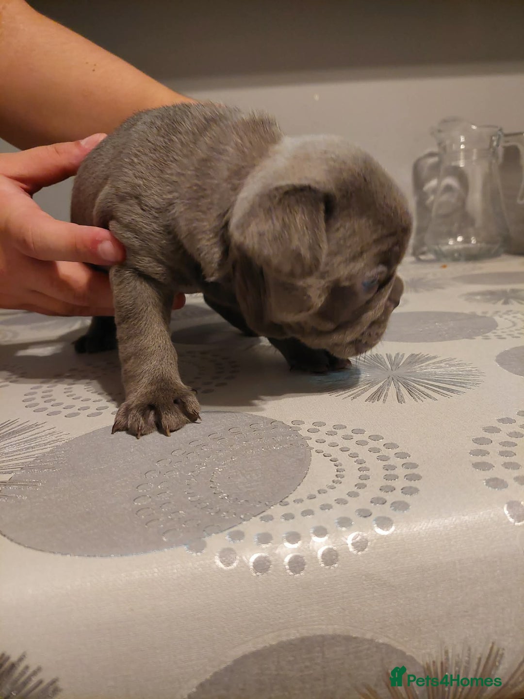 French Bulldog dogs for sale: Beautiful KC registered French Bulldog Puppies - Advert 17