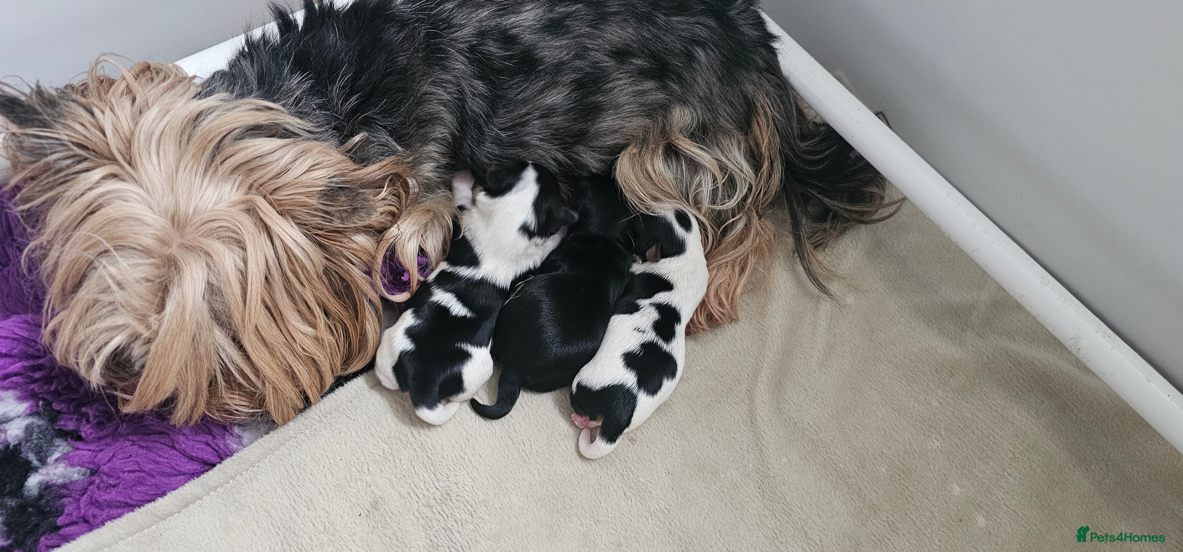 Yorkshire Terrier dogs Beautiful Biewer Terrier 🥰 - Advert 1