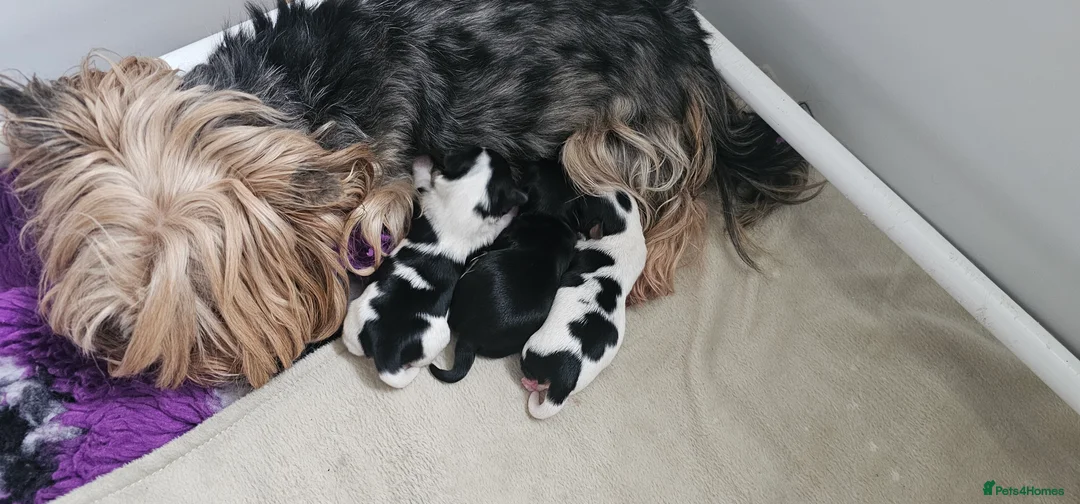 Yorkshire Terrier dogs for sale: Beautiful Biewer Terrier 🥰 in Redruth - Advert 4