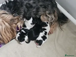 Yorkshire Terrier dogs Beautiful Biewer Terrier 🥰 - Advert 1