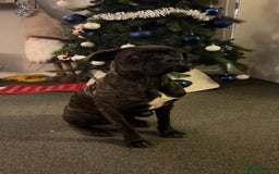 Mixed Breed dogs for sale: Cane corso cross boxer - Image 1