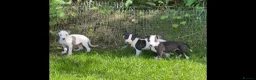 Whippet dogs for sale: Whippet puppy’s  in Beaworthy - Advert 9
