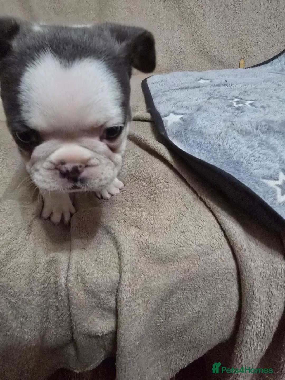 French Bulldog dogs for sale: Beautiful blue & White Blue & Tan - Advert 12