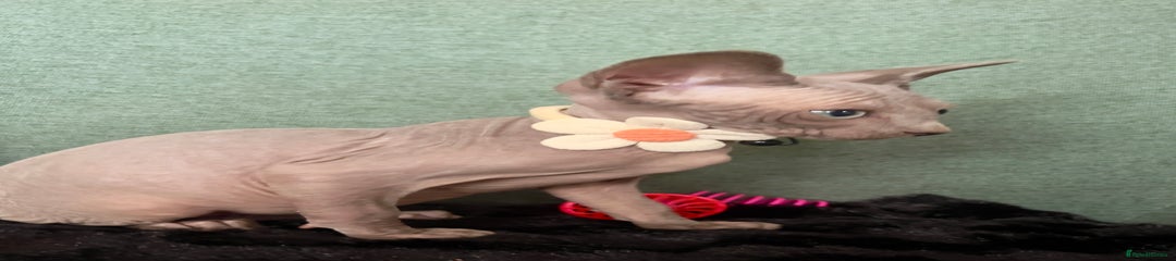 Sphynx Kitten 4