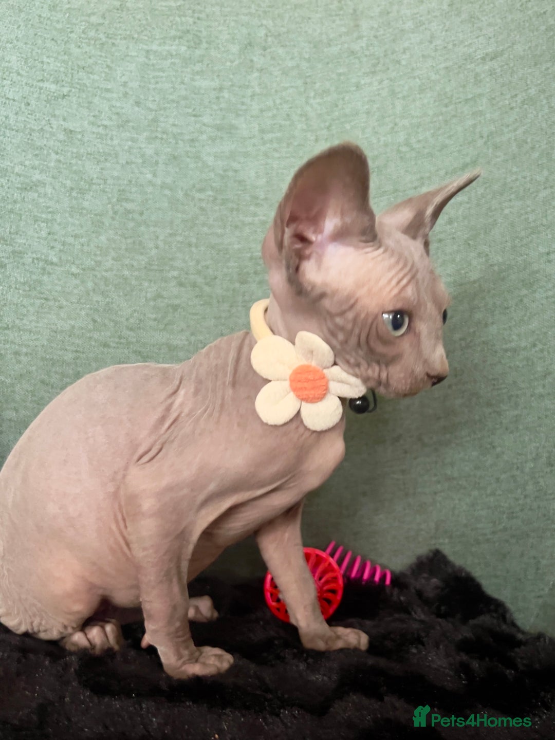 Sphynx cats for sale: Sphynx kittens ready now✨ - Image 4
