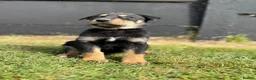 Mixed Breed dogs for sale: 🐾 Doberman x Siberian Husky Puppies –Ready Now 🐾 in Walsall - Advert 2
