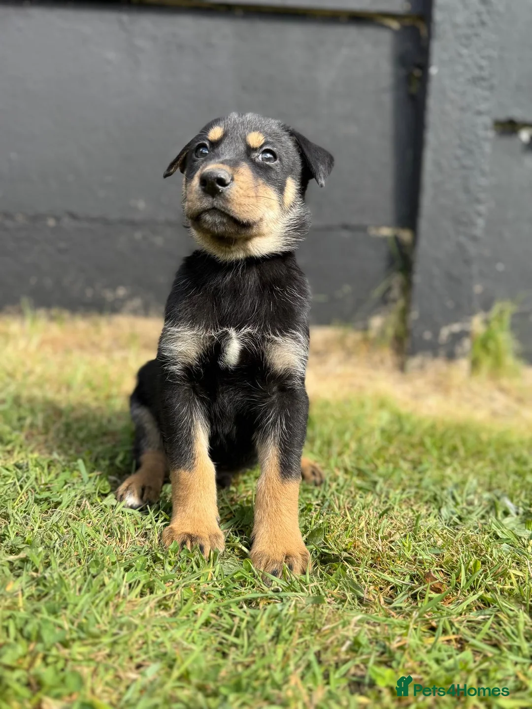 Mixed Breed dogs for sale: 🐾 Doberman x Siberian Husky Puppies –Ready Now 🐾 in Walsall - Advert 2