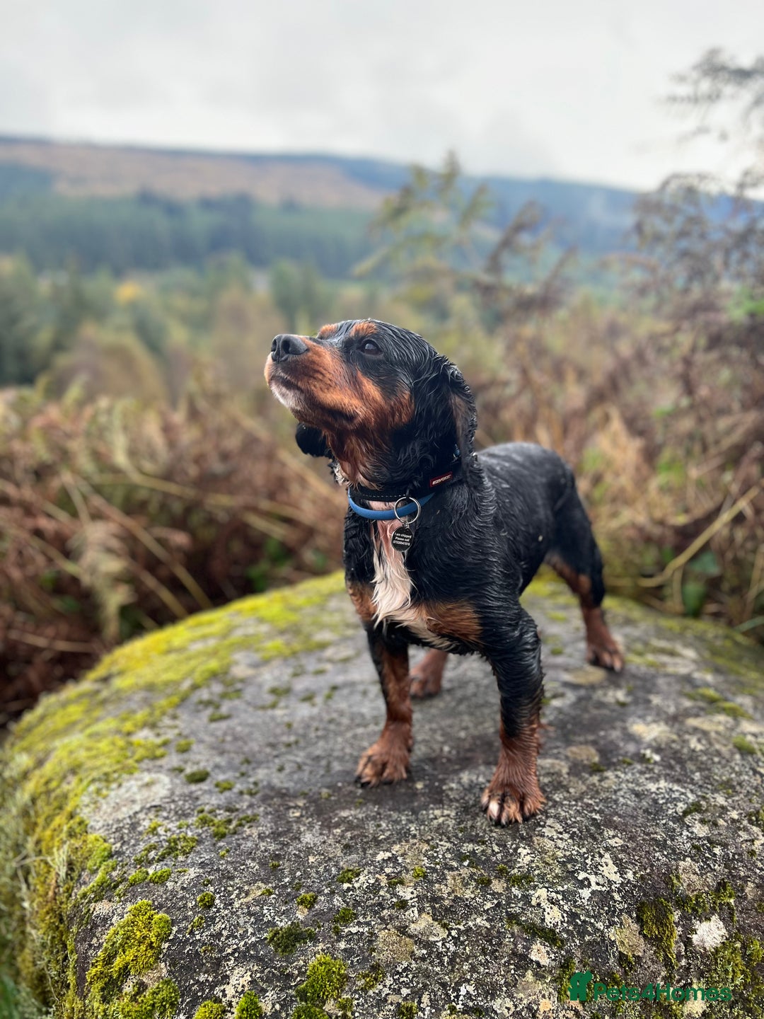 Cocker Spaniel dogs for stud: Black/Tan Cocker Spaniel Stud - Image 5