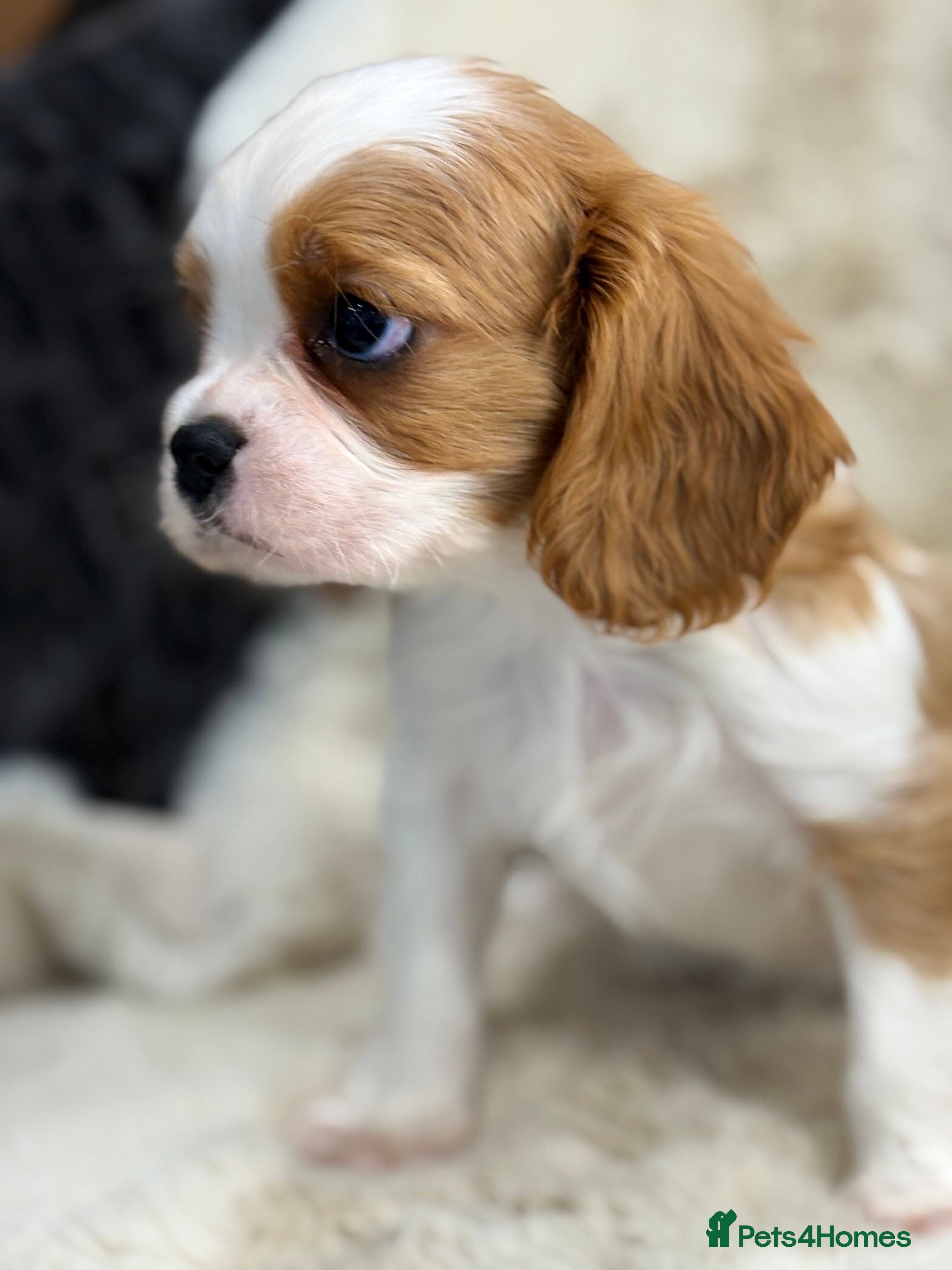 Cavalier King Charles Spaniel dogs Beautiful show quality cavalier puppies  - Advert 14