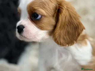 Cavalier King Charles Spaniel dogs Beautiful show quality cavalier puppies - Advert 14