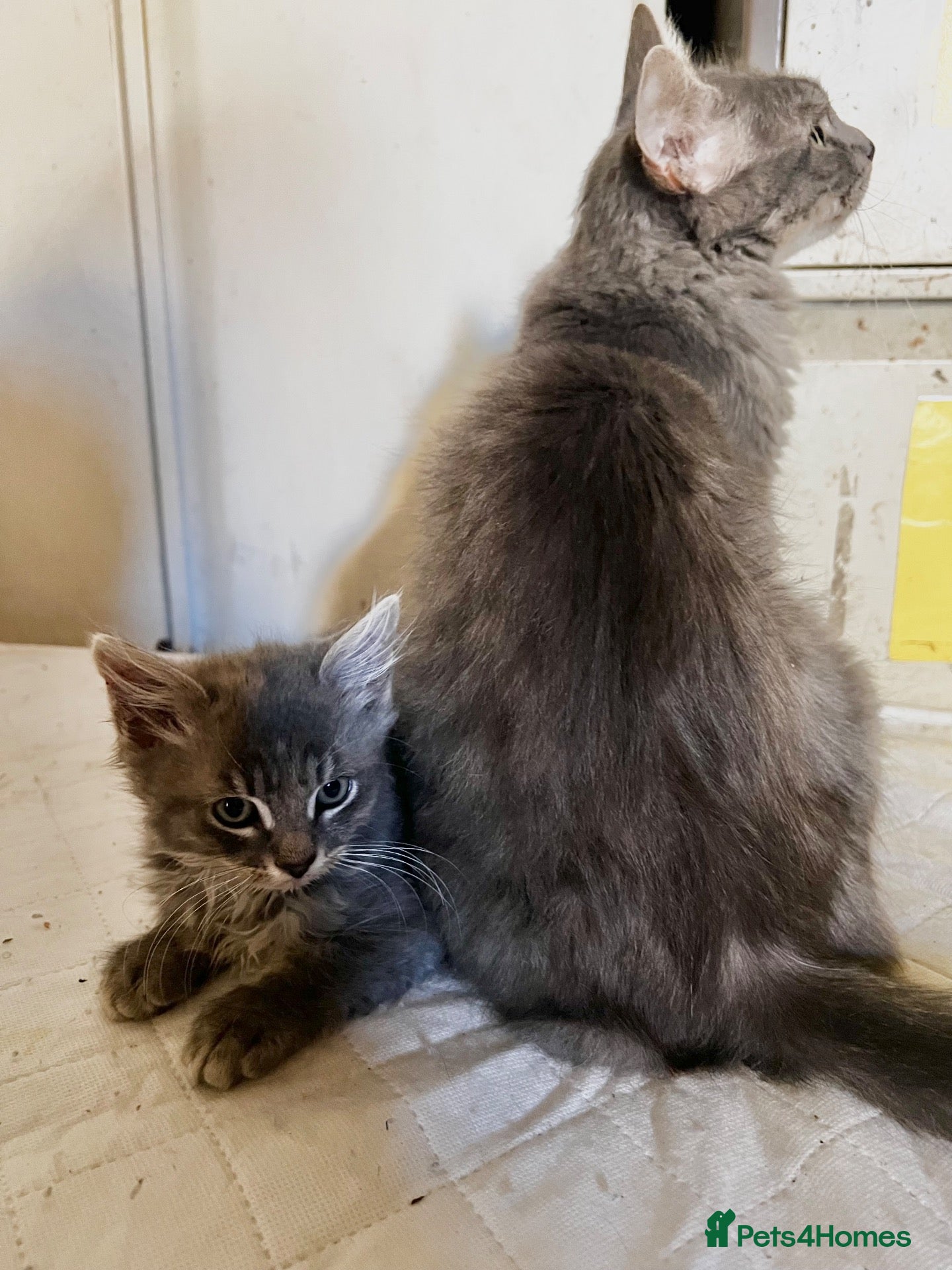 Mixed Breed cats The last beautiful cat 🐈‍⬛  - Advert 2