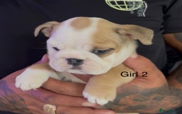 English Bulldog dogs for sale: KC Reg Traditional English Bulldog puppies - Image 6