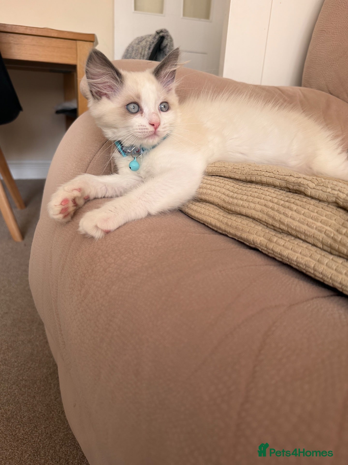 Ragdoll cats The Last two Adorable Blue-Eyed Ragdoll Kittens - Advert 2