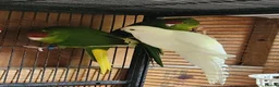 Mixed Breed birds for sale: KAKARIKS FOR SALE - Advert 2