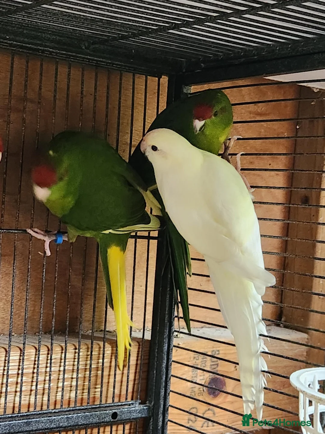 Mixed Breed birds for sale: KAKARIKS FOR SALE - Advert 2