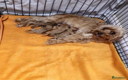 Cavapoo dogs for sale: Adorable F1b Cavapoo Puppies Ready from 20th Sept - Image 27