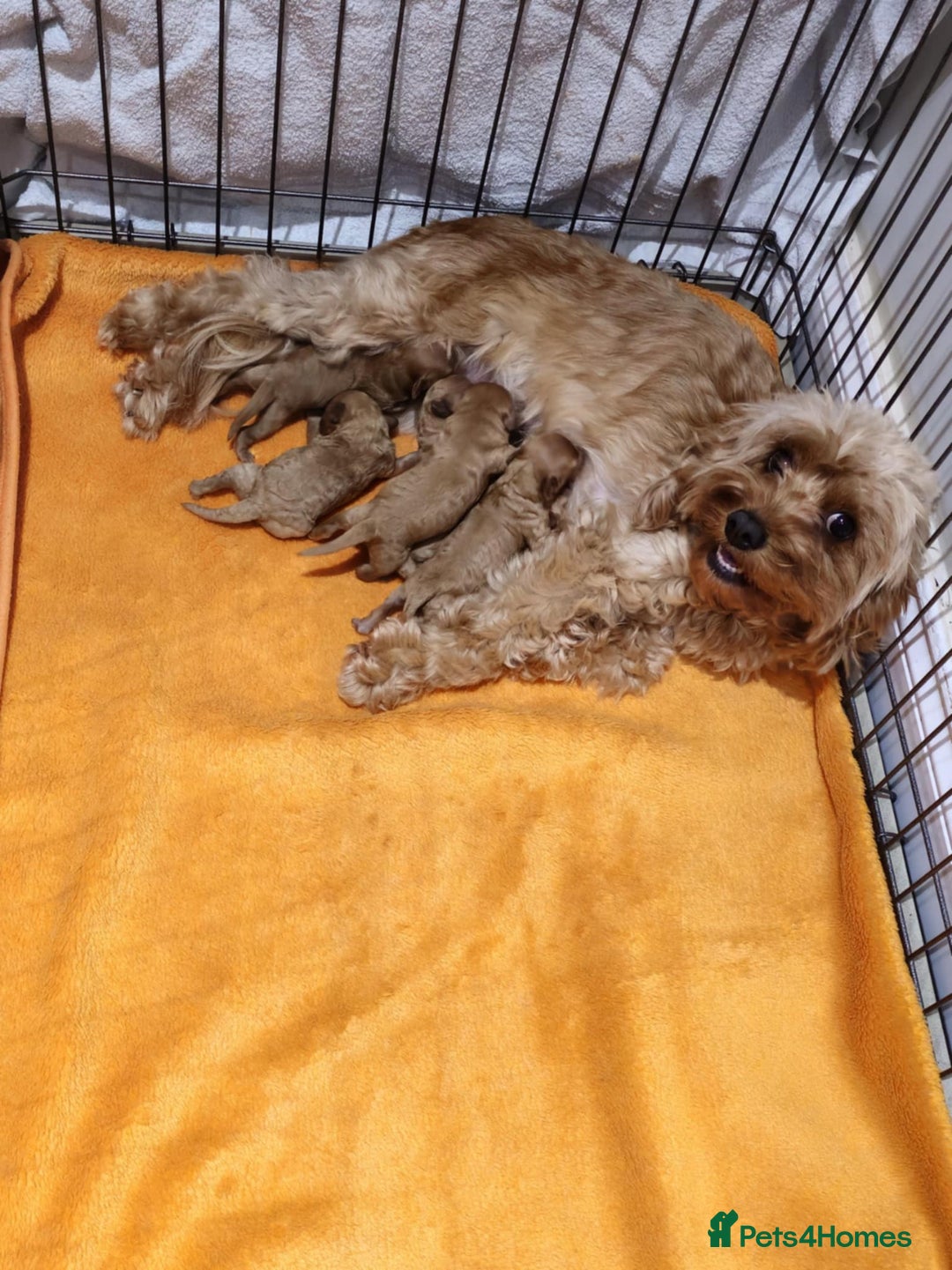 Cavapoo dogs for sale: Adorable F1b Cavapoo Puppies Ready from 20th Sept - Image 27