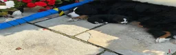 Bernese Mountain Dog dogs for sale: Bernese puppies in Newton Stewart - Advert 1