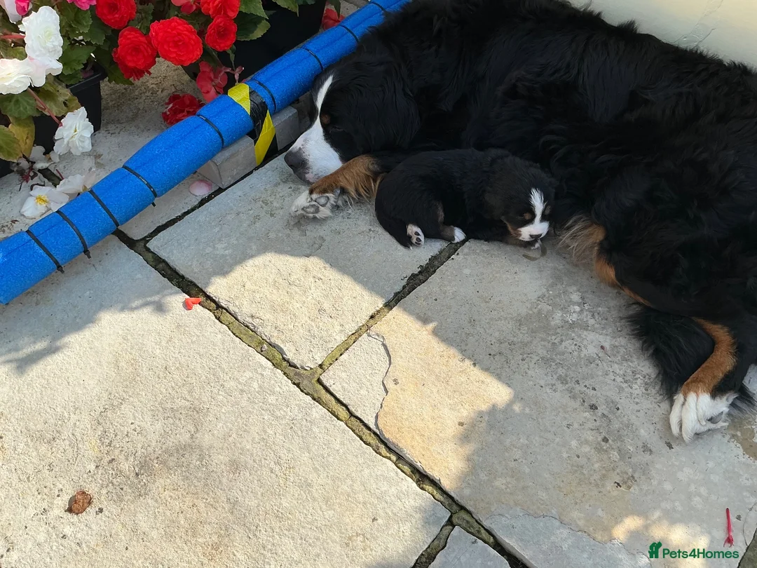 Bernese Mountain Dog dogs for sale: Bernese puppies in Newton Stewart - Advert 1